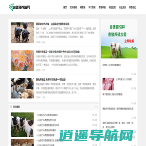 巴马香猪_香猪价格_香猪养殖加盟-91香猪养殖网