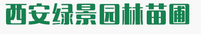 白皮松_陕西白皮松批发价格_基地报价行情_西安绿景园林苗圃