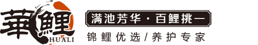 华鲤，日本锦鲤，纯种锦鲤，精品锦鲤批发，锦鲤护理热线：13360008867-观赏鱼锦鲤-观赏鱼锦鲤