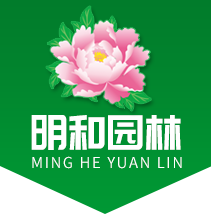 菏泽明和园林绿化工程有限公司-牡丹-芍药-观赏牡丹-园林绿化树